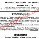 Veterinary and Animal Sciences Jobs 2018 Govt. of Punjab